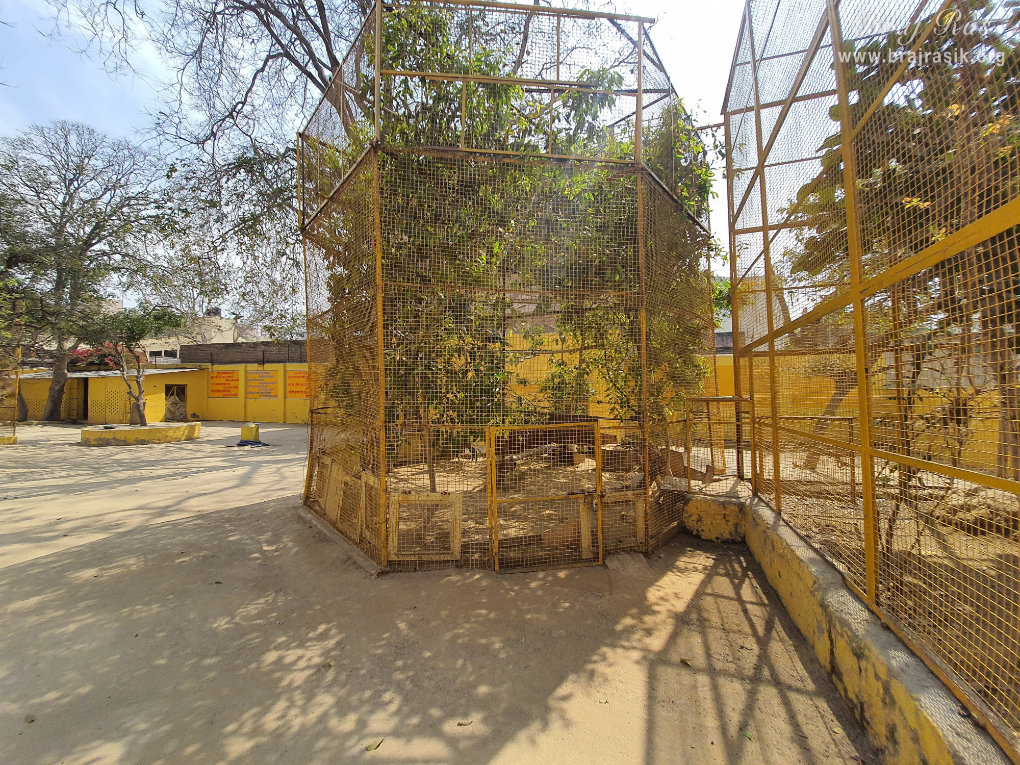 Various birds and peacocks stay here at Shri Radha Tila in Vrindavan.