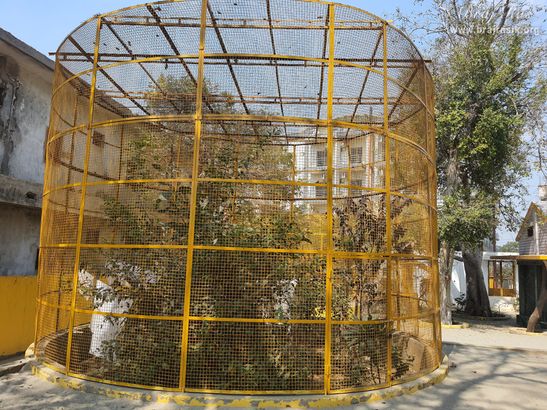 The place of peacocks is covered with nets at Shri Radha Tila in Vrindavan.