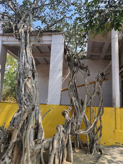 View of an old banyan tree at Shri Radha Tila in Vrindavan.
