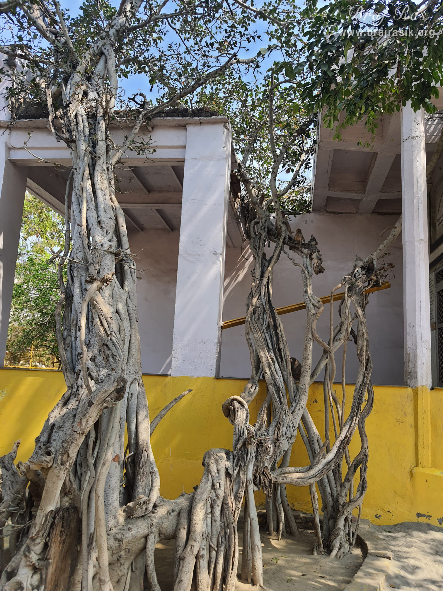 View of an old banyan tree at Shri Radha Tila in Vrindavan.