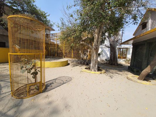 View of trees inside Shri Radha Tila in Vrindavan.