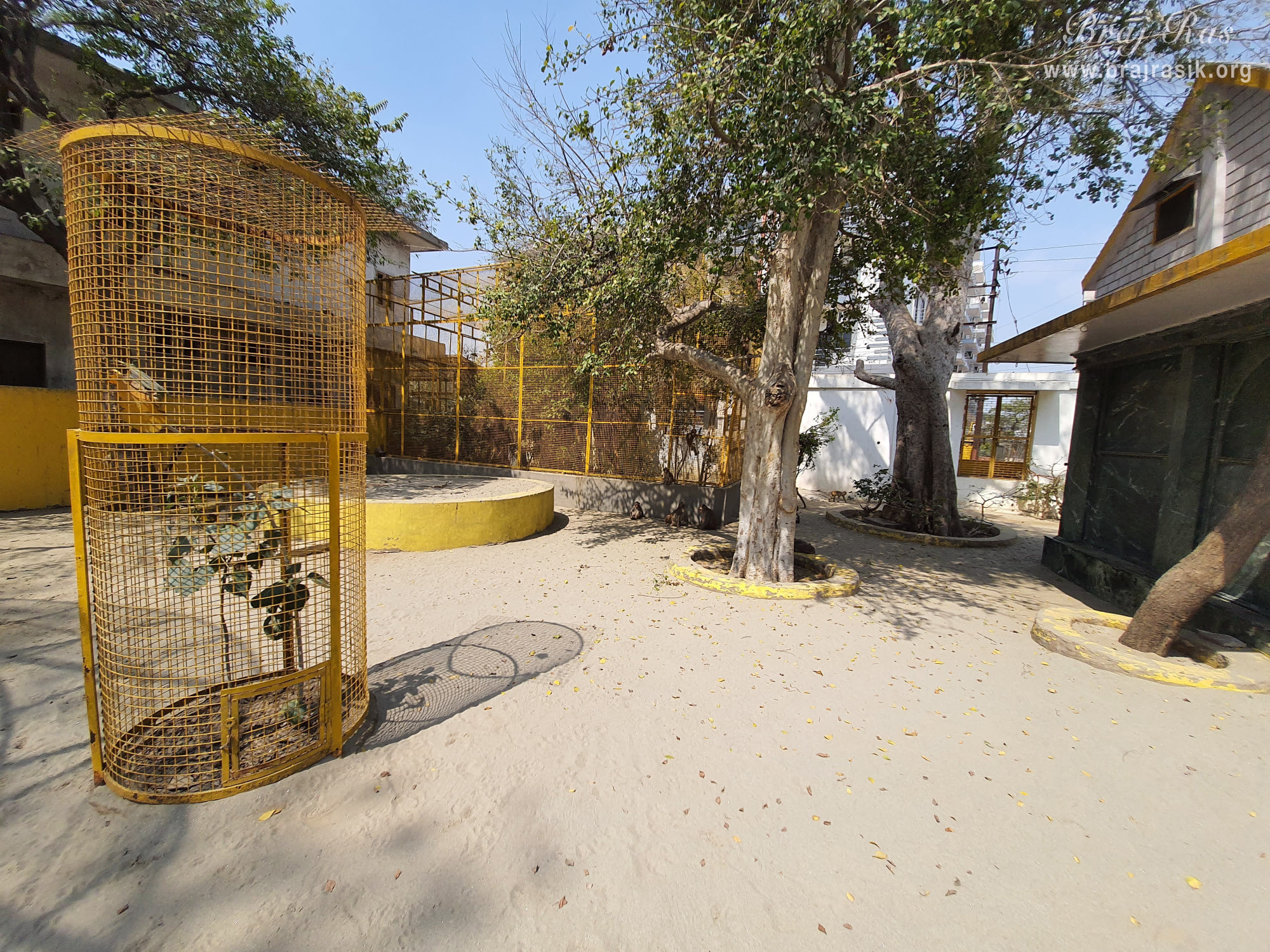 View of trees inside Shri Radha Tila in Vrindavan.