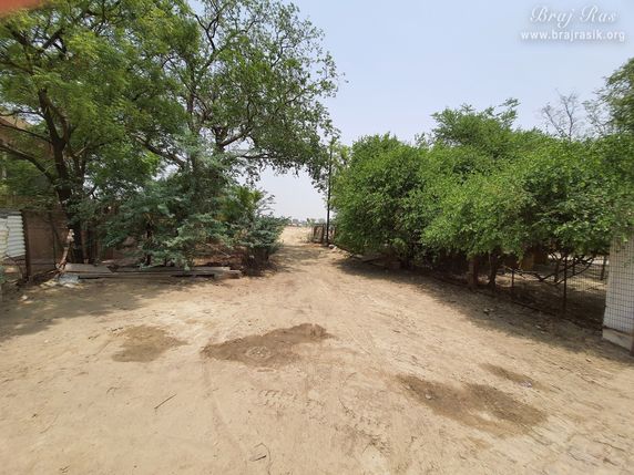 View of the forest at Radha Bavdi in Vrindavan.