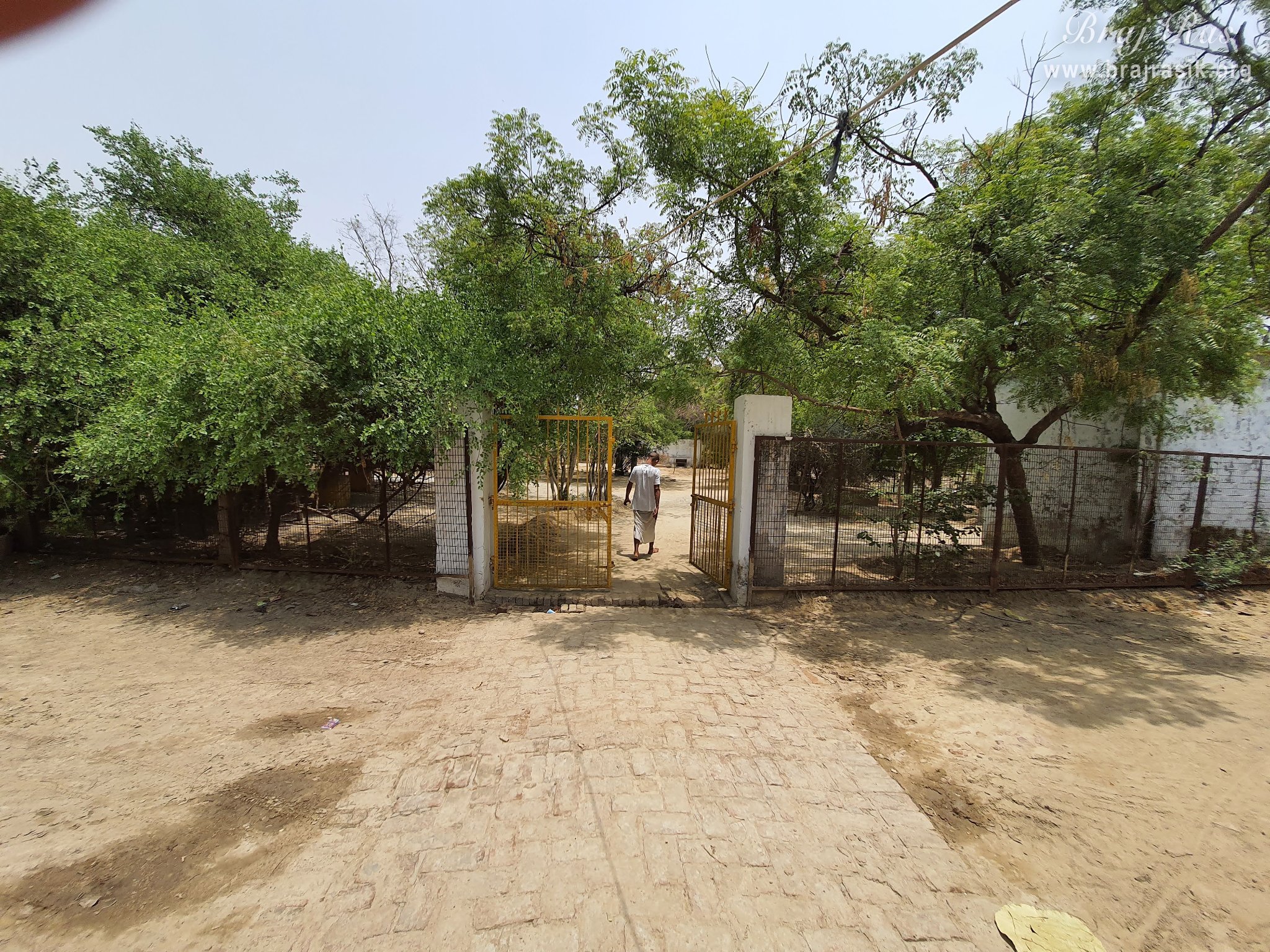 A view of the forest at Radha Bavdi in Vrindavan.