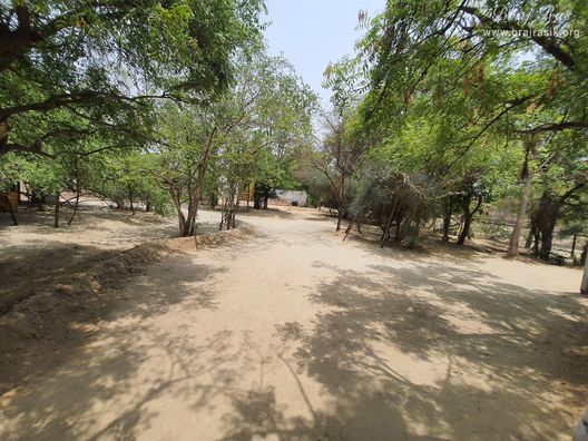 Beautiful forest at Radha Bavdi in Vrindavan.