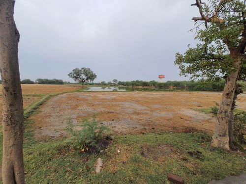 View of Mor Van near Shri Mor Bihari Temple, Nandgaon.