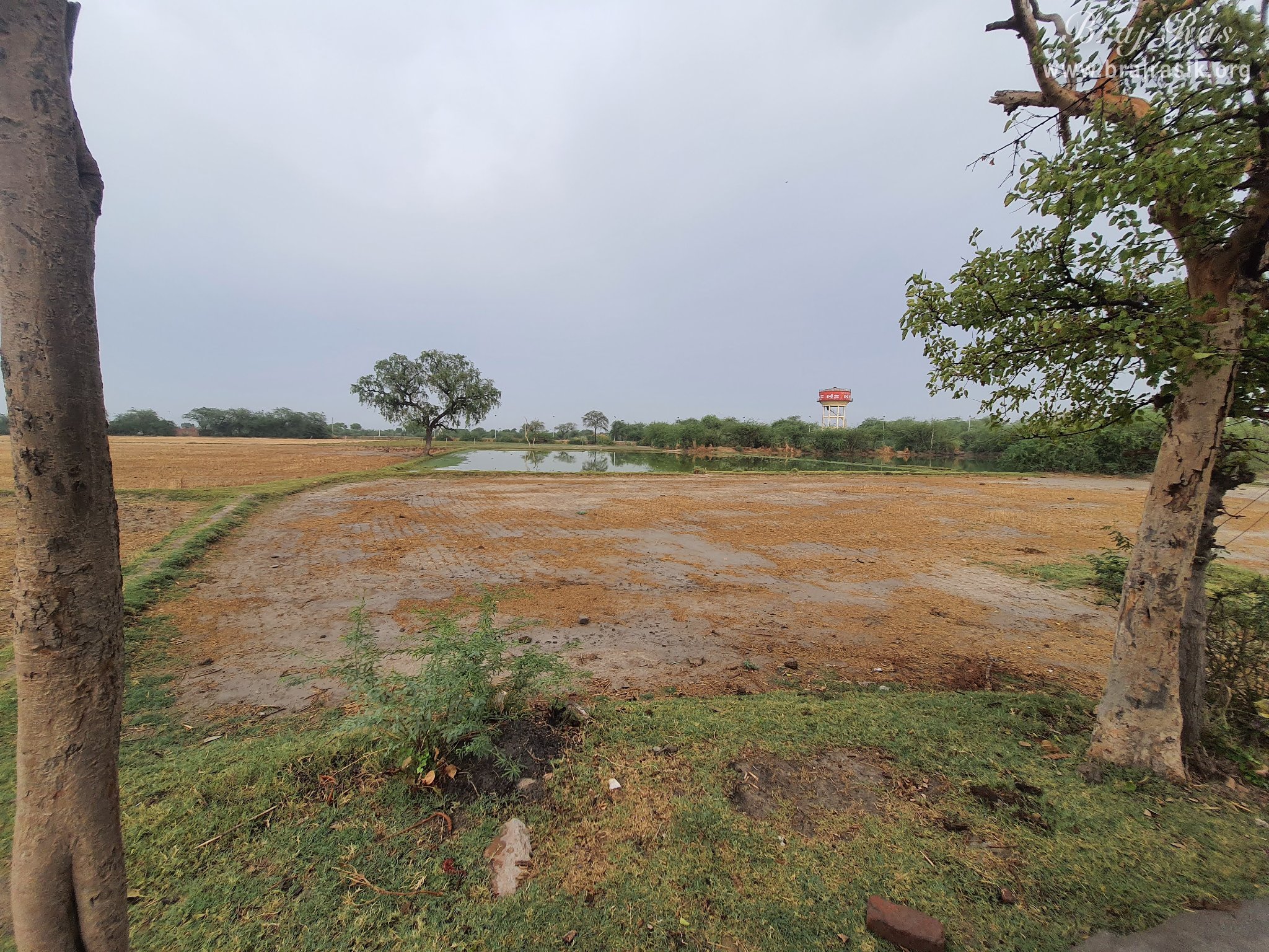 View of Mor Van near Shri Mor Bihari Temple, Nandgaon.