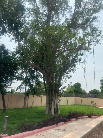 View of an anceint tree at Samadhi Place of Taj Bibi in Gokul Mahavan.