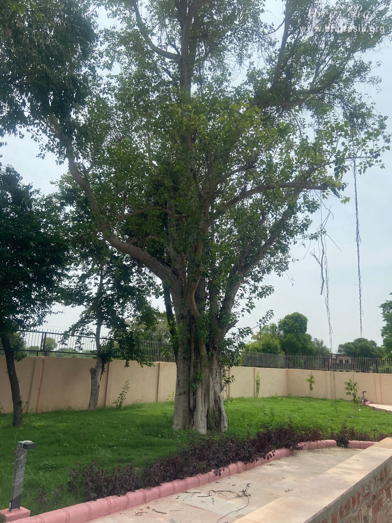 View of an anceint tree at Samadhi Place of Taj Bibi in Gokul Mahavan.
