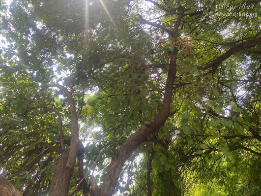 गोकुल महावन में ताज बीबी के समाधि स्थल के आसपास हरे पेड़ ।