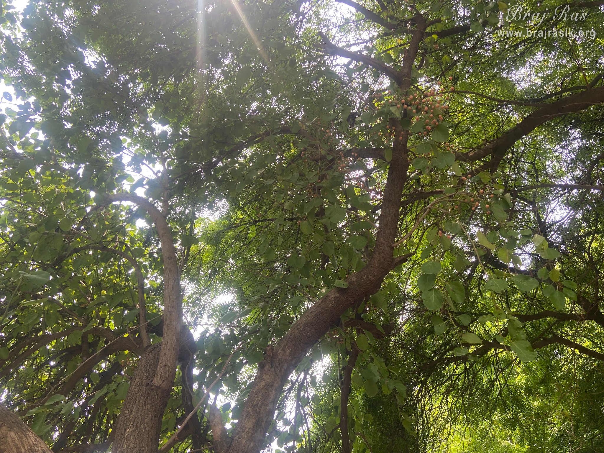 Green trees around Samadhi Place of Taj Bibi in Gokul Mahavan.