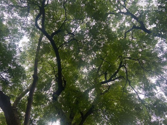 View of ancient tree at Chintaharan Mahadev Temple in Gokul Mahavan.