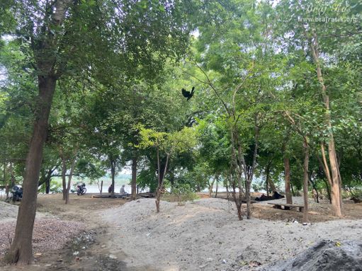 View of beautiful forest around Chintaharan Mahadev Temple in Gokul Mahavan.