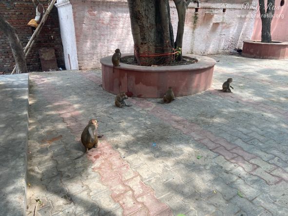 Monkeys playing at Chintaharan Mahadev Temple in Gokul Mahavan.