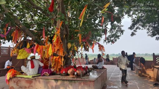 View of an ancient tree at Brahmand Ghat in Gokul Mahavan.