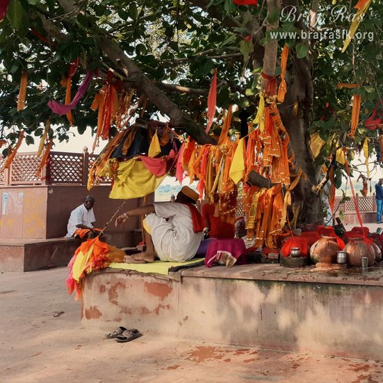 Beautiful view of an ancient tree at Brahmand Ghat in Gokul Mahavan.