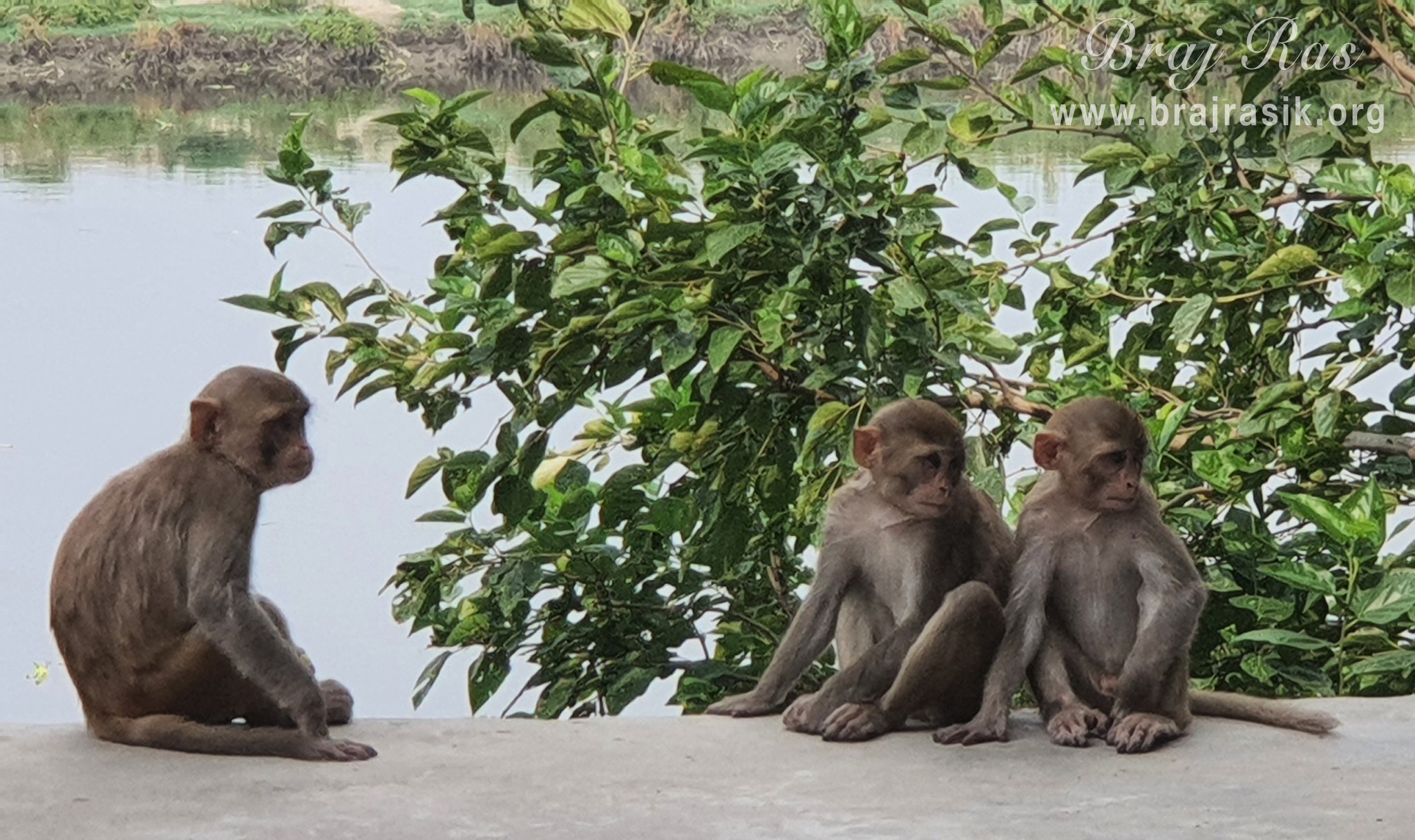 Monkeys resting at the Brahmand Ghat in Gokul Mahavan.