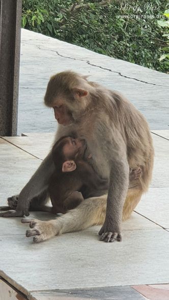 A monkey feeding her baby at the Brahmand Ghat in Gokul Mahavan.