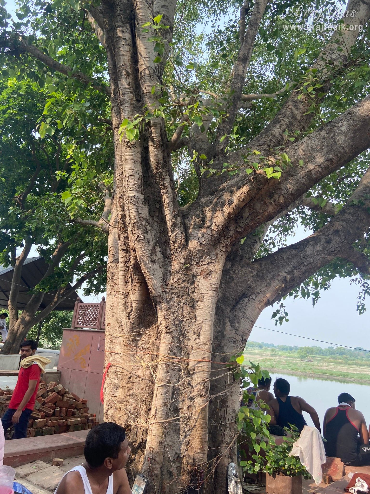 View of divine trees at Brahmand Ghat in Gokul Mahavan.