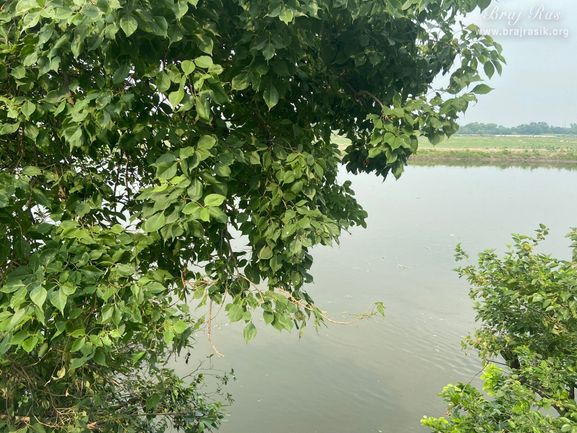 Darshan of Yamuna Ji from behind trees at Brahmand Ghat in Gokul Mahavan.