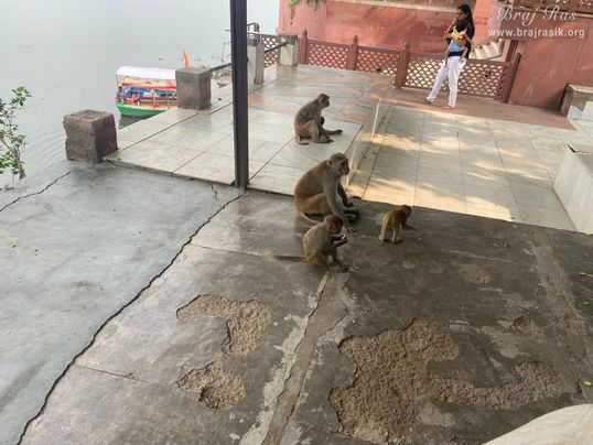 View of monkeys playing at the Brahmand Ghat in Gokul Mahavan.