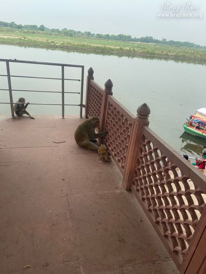 Another view of monkeys playing at the Brahmand Ghat in Gokul Mahavan.