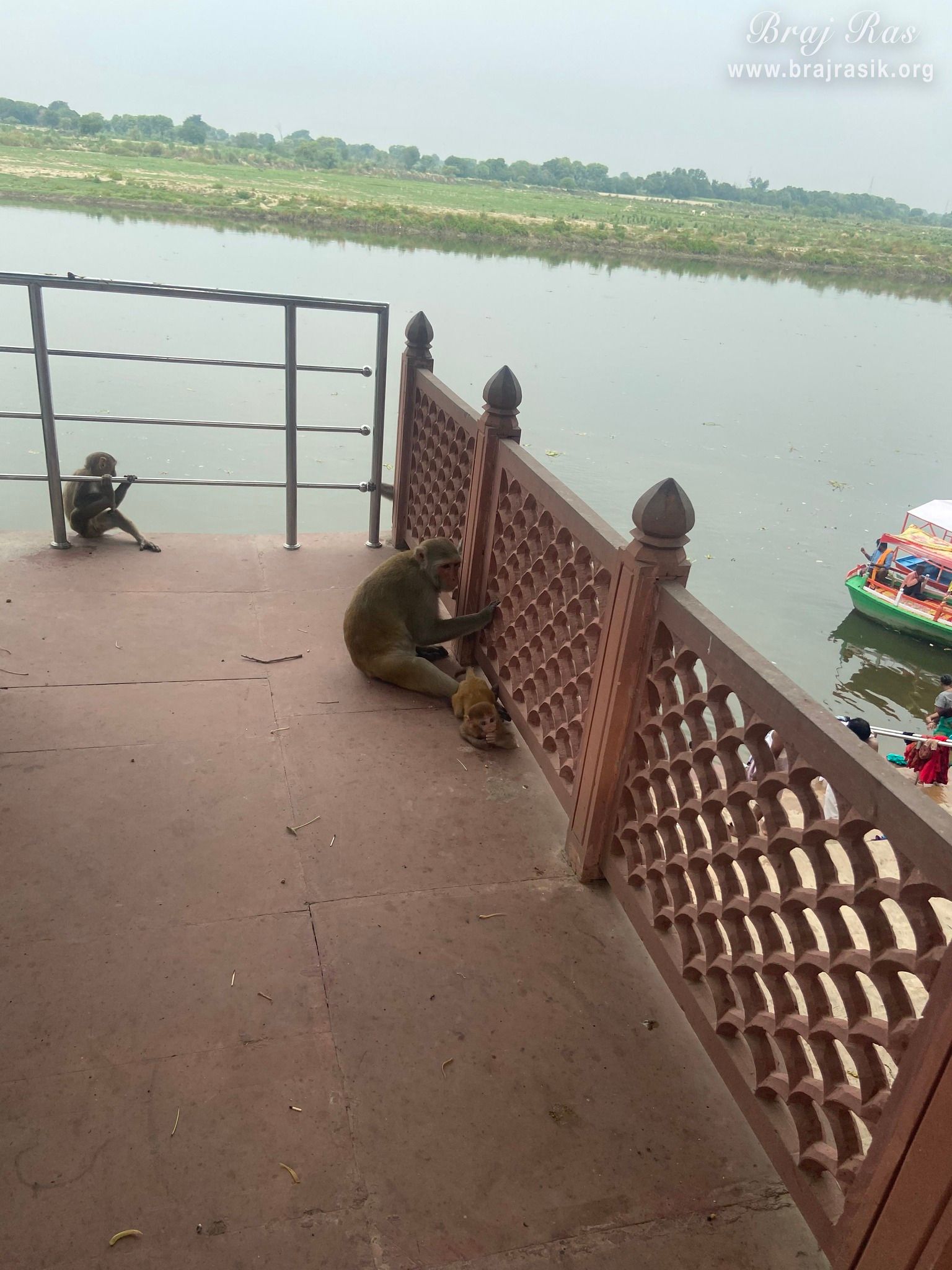 Another view of monkeys playing at the Brahmand Ghat in Gokul Mahavan.