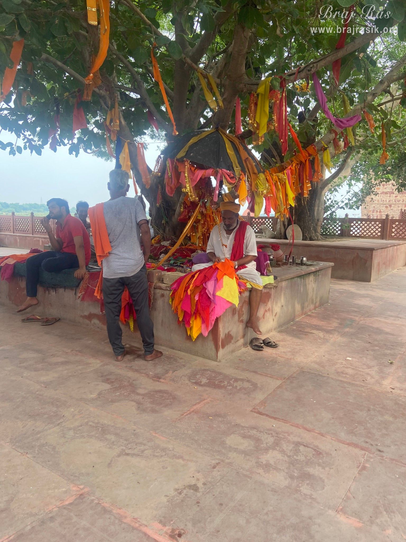 At the Brahmand Ghat in Gokul Mahavan, devotees are tying clothes on the branch of an ancient tree to fulfill their wishes.