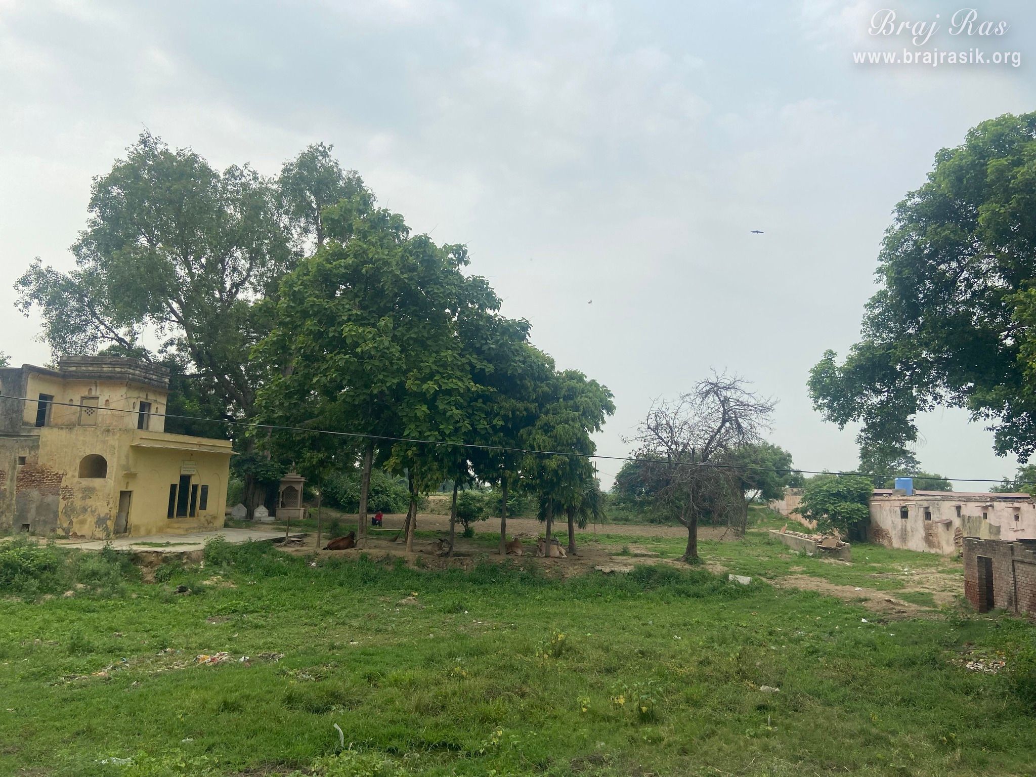 A view of the beautiful forest near Brahmand Ghat in Gokul Mahavan.