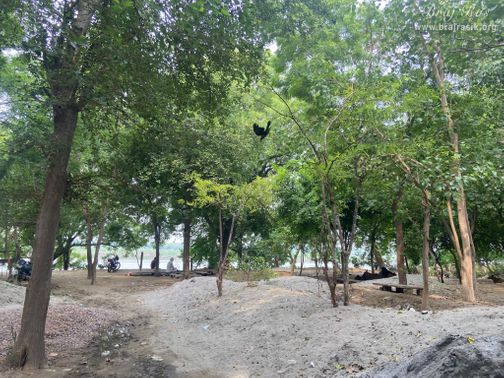Beautiful view of a beautiful forest near Brahmand Ghat in Gokul Mahavan.