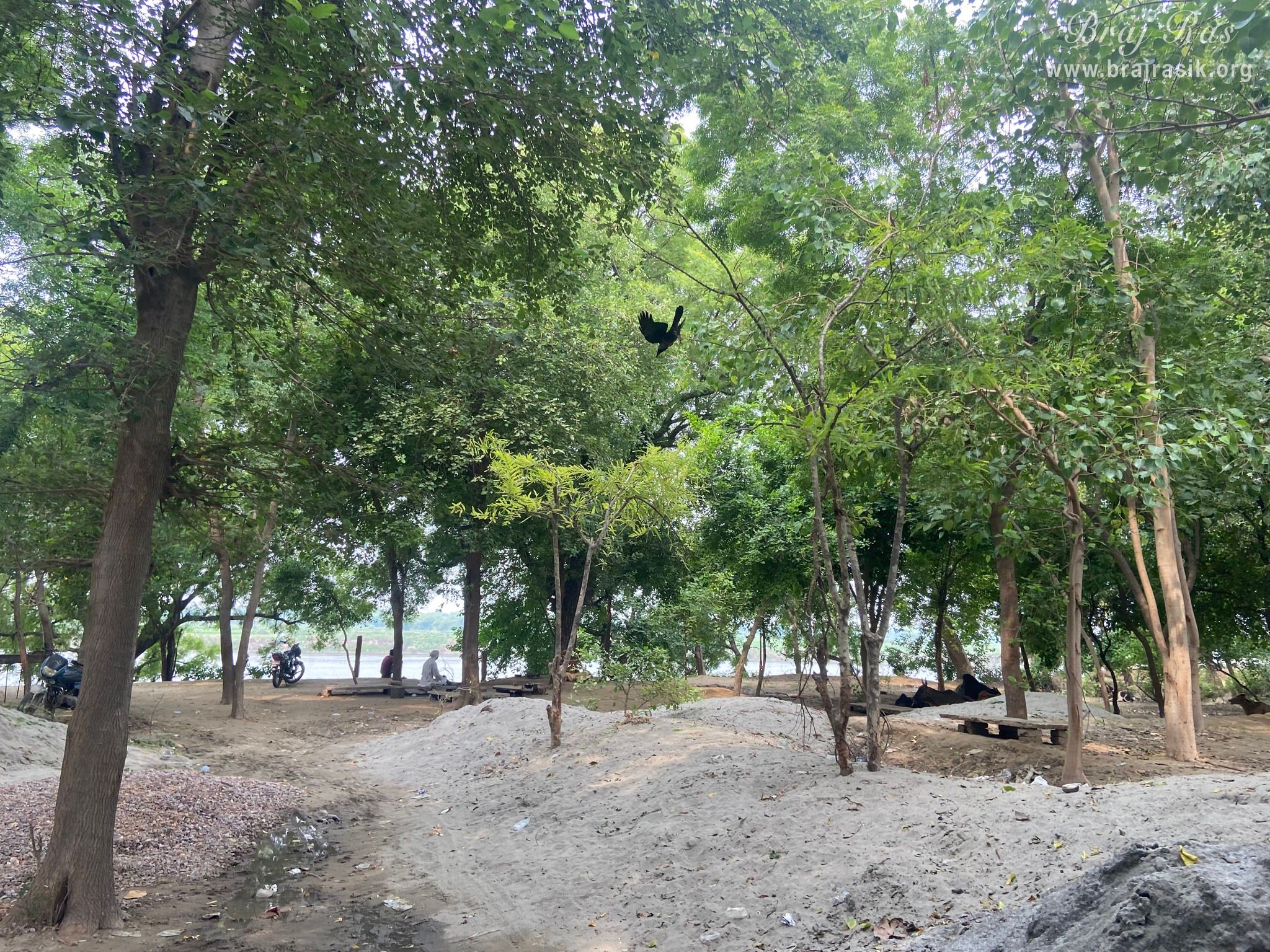 Beautiful view of a beautiful forest near Brahmand Ghat in Gokul Mahavan.