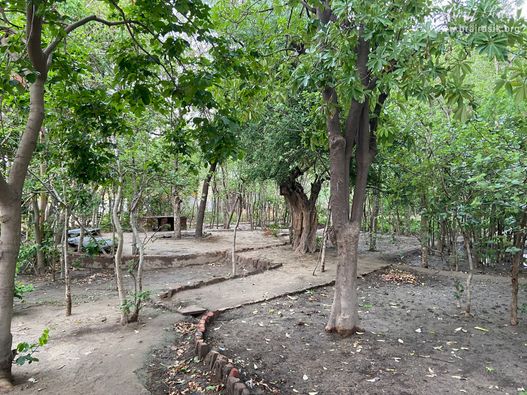 Nice view of the forest area near Yashoda Kund and Hau Bilau in Nandgaon.