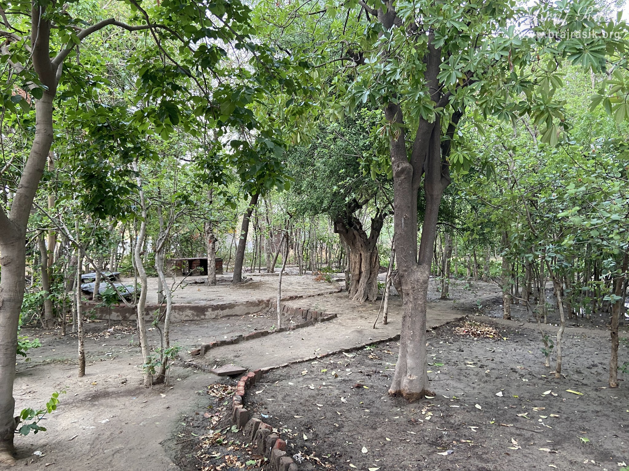 Nice view of the forest area near Yashoda Kund and Hau Bilau in Nandgaon.