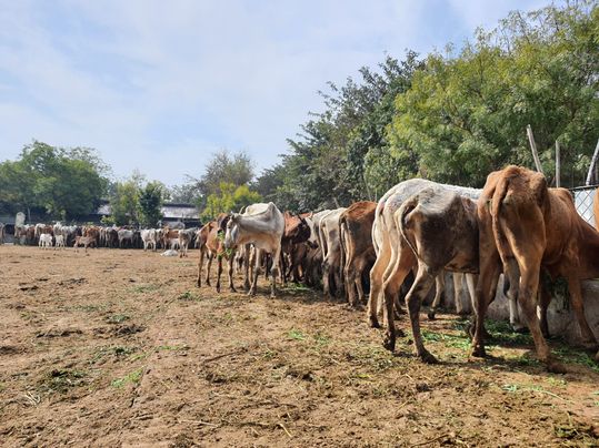 Goshala near Ramanreti, Gokul, Mahavan.