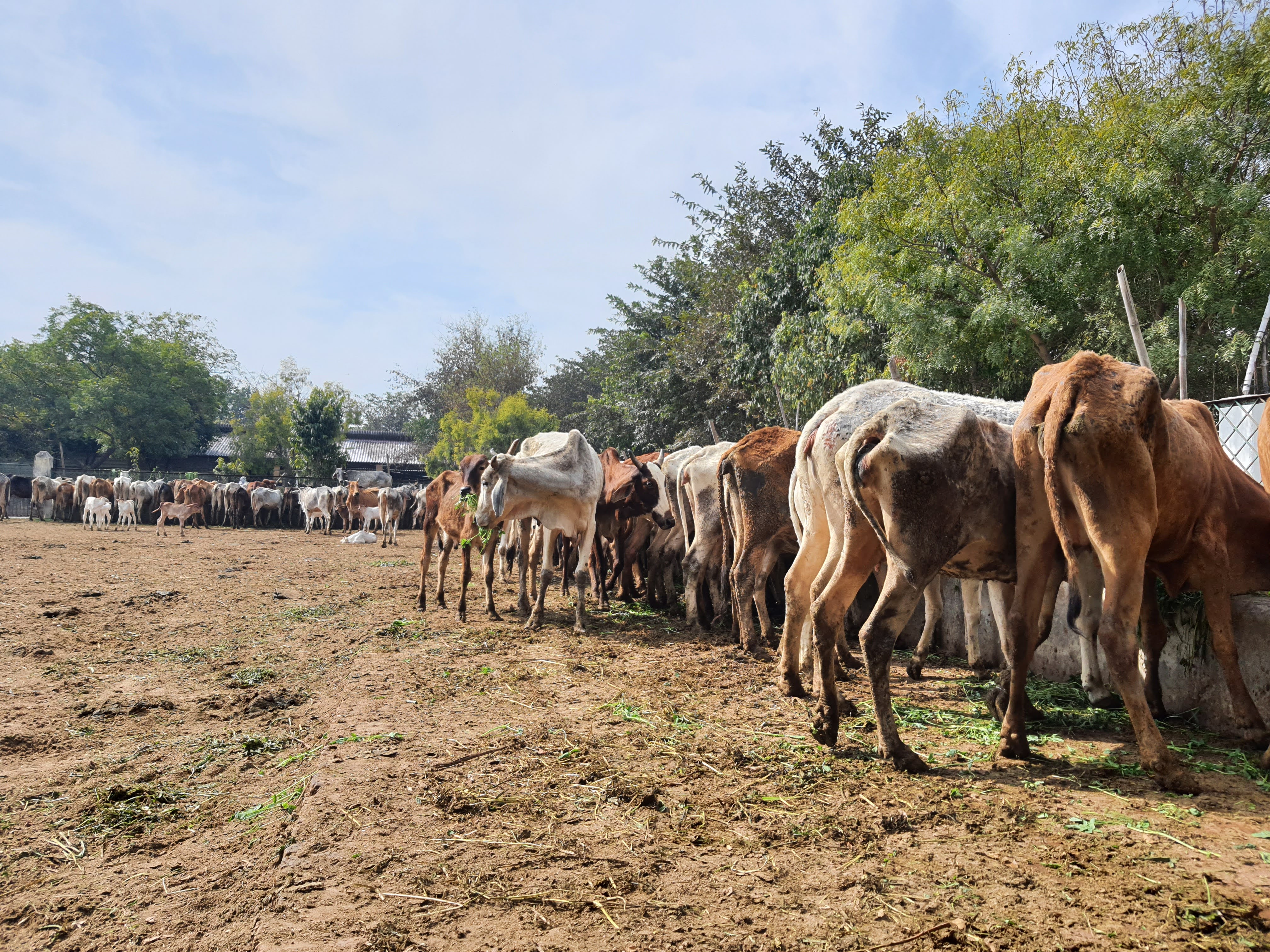 Goshala near Ramanreti, Gokul, Mahavan.
