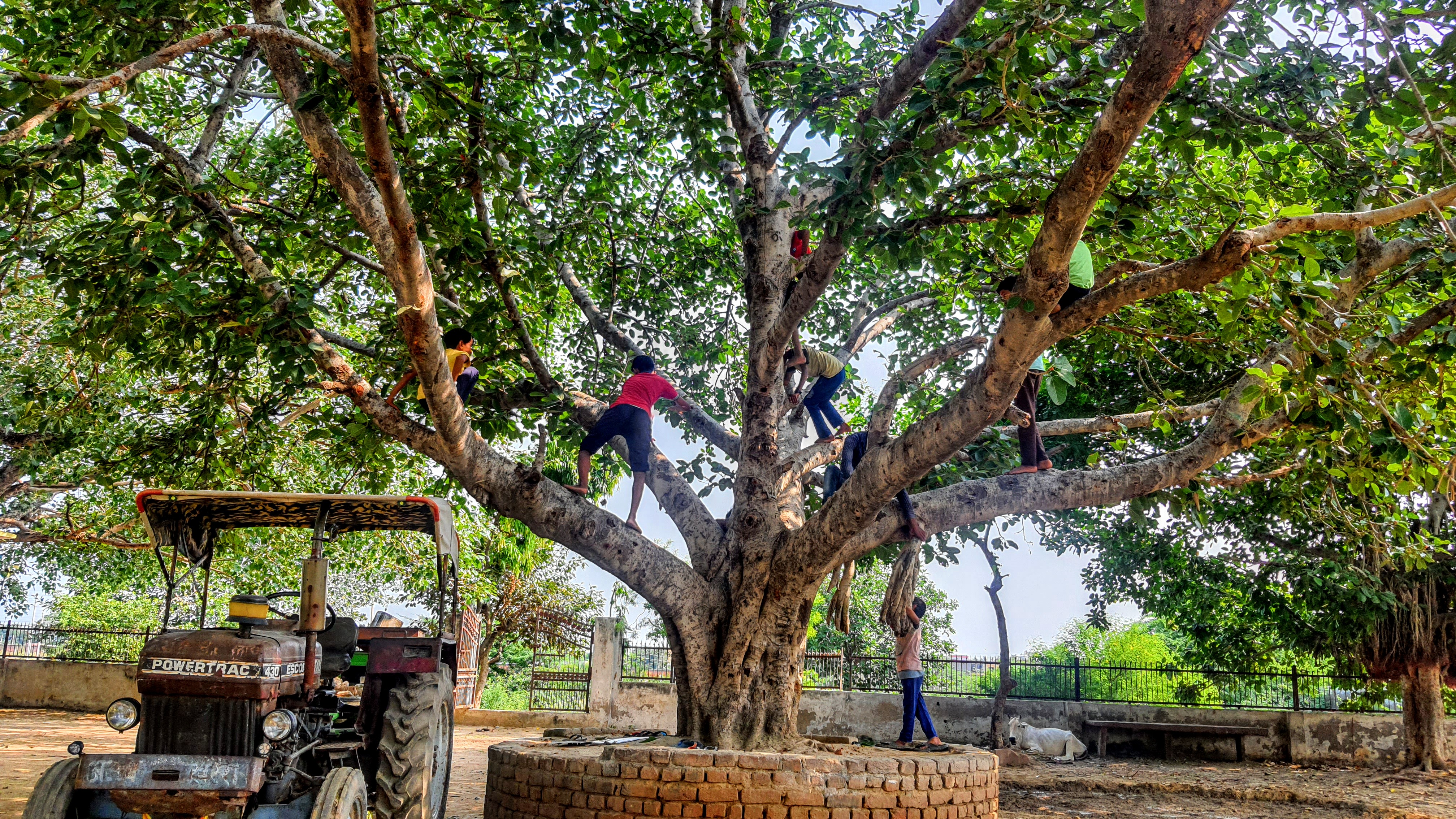 Children playing and climbing upon a tree in Braj