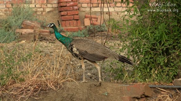 नंदगाँव में नंद बैठक और नंद कुंड के पास भ्रमण परायण एक सुंदर मोर का दृश्य ।