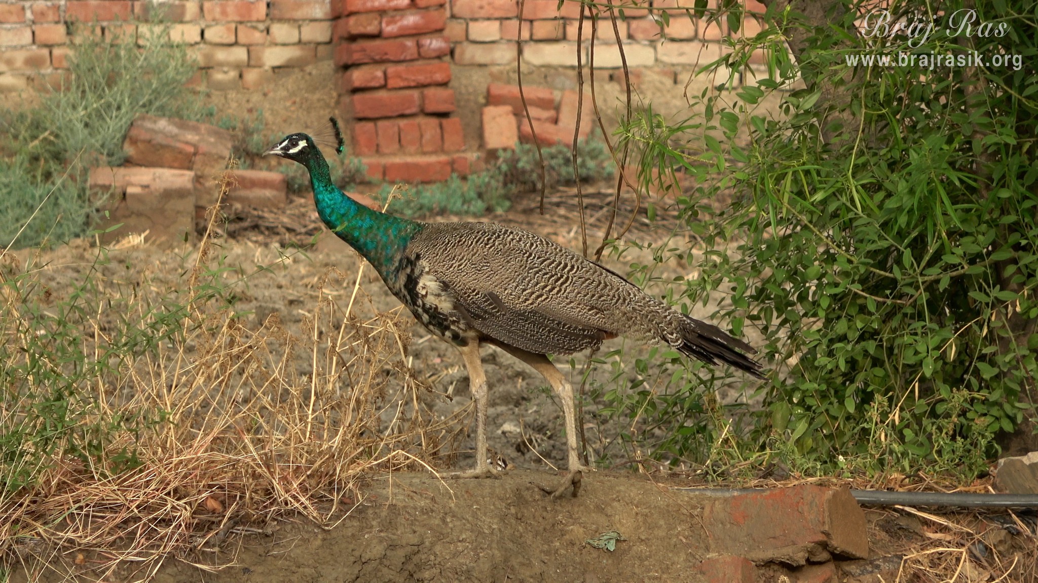 View of a beautiful peacock roaming near Nand Baithak and Nand Kund in Nandgaon.
