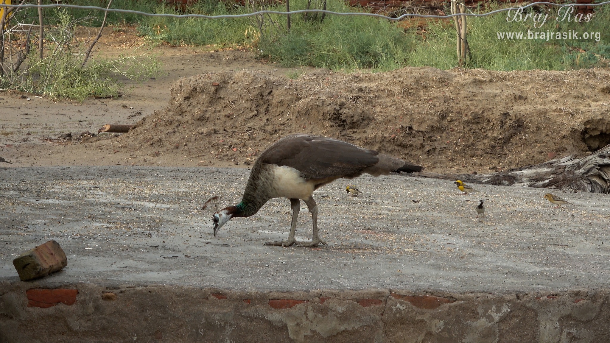 A peacock eating grains in Nand Baithak in Nandgaon.