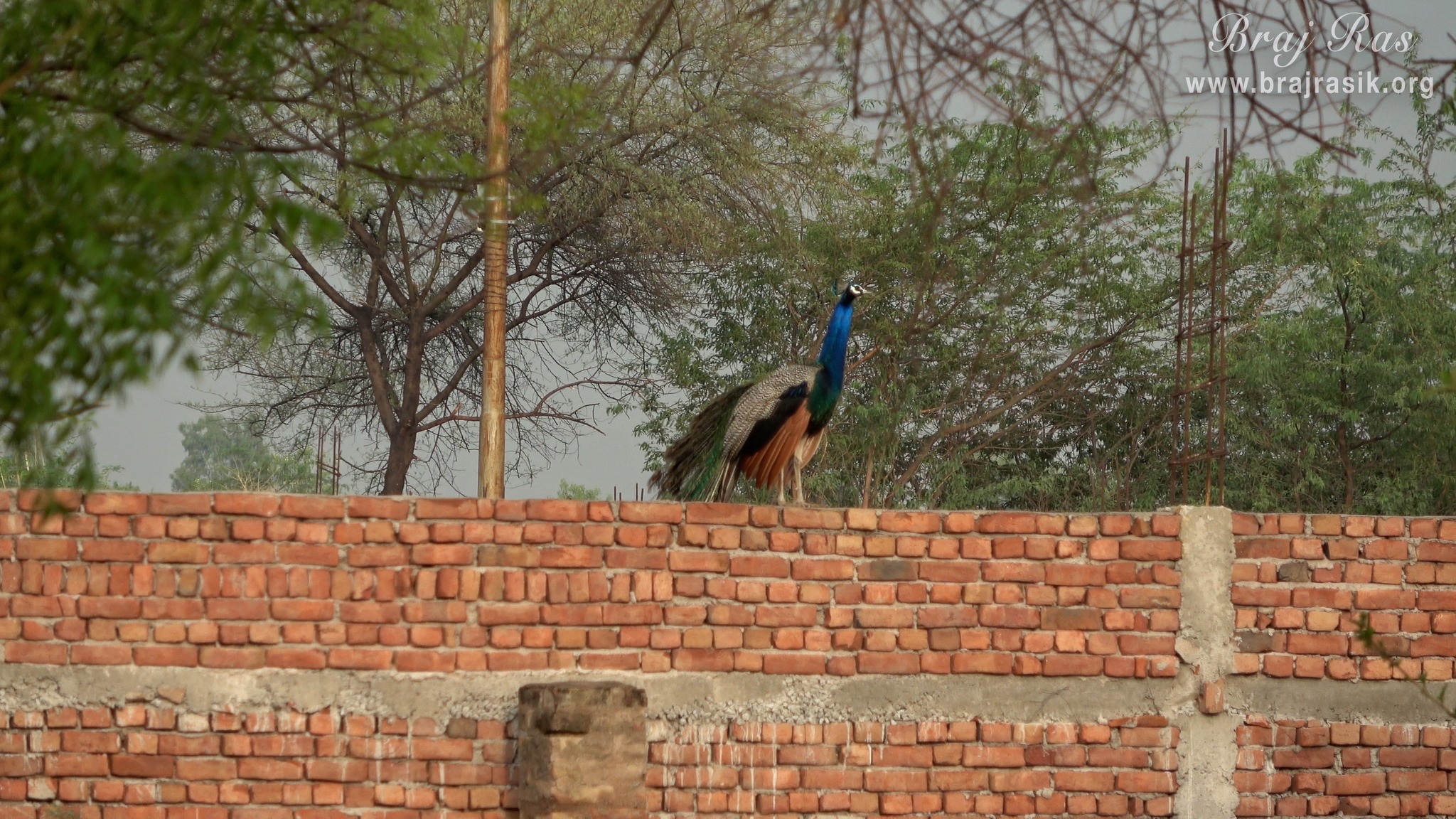 View of a peacock seated on a wall in Nand Baithak, Nandgaon.