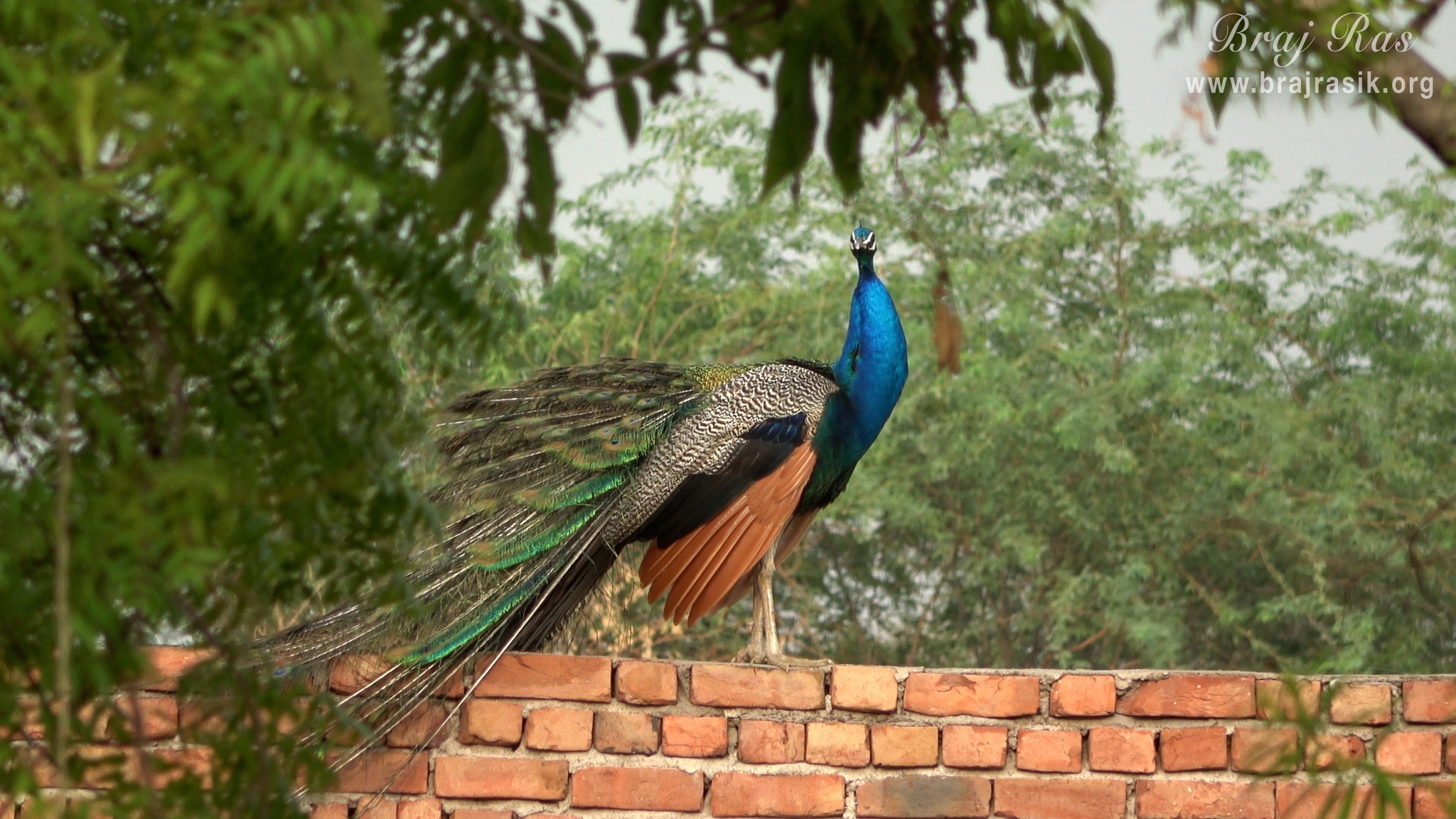 A beautiful peacock roaming near Nand Baithak and Nand Kund in Nandgaon.