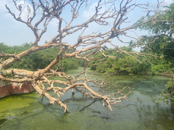 View of Aerawat Kund in Jatipura, Govardhan.