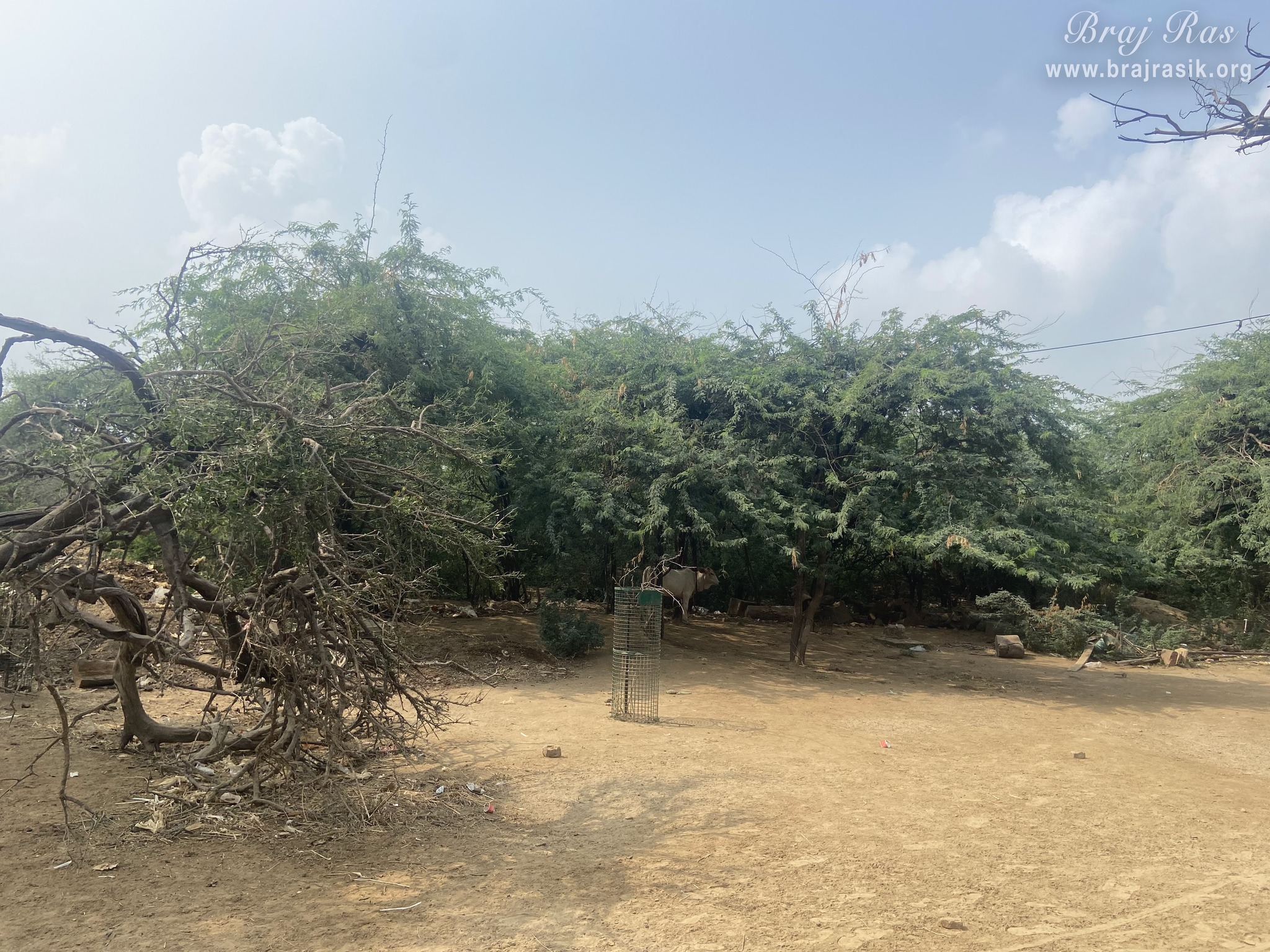 View of Kadamb forest in Jatipura, Govardhan where Shrinathji used to perform divine pastimes.