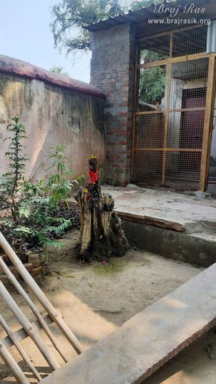 View of the ancient tree whose branch had torn the clothes of Shrinathji situated near the samadhi place of Shri Govind Swami in Jatipura, Govardhan.