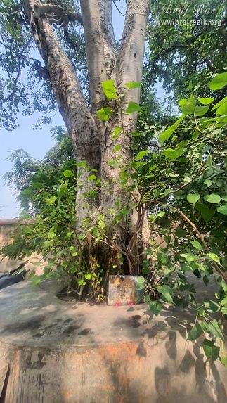 View of the tree on which the swing is installed for Shrinathji near the samadhi place of Shri Govind Swami in Jatipura, Govardhan.