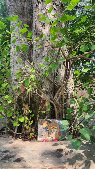 Close view of the tree on which the swing is installed for Shrinathji near the samadhi place of Shri Govind Swami in Jatipura, Govardhan.