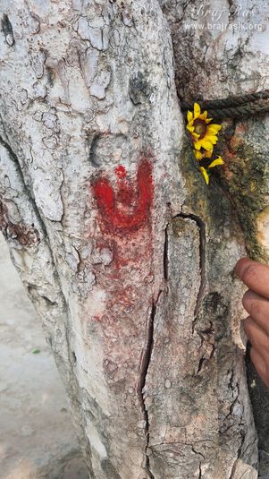 View of the ancient tree on which the imprints of Tilak, conch, and disk are visible, situated near the samadhi place of Shri Govind Swami in Jatipura, Govardhan.