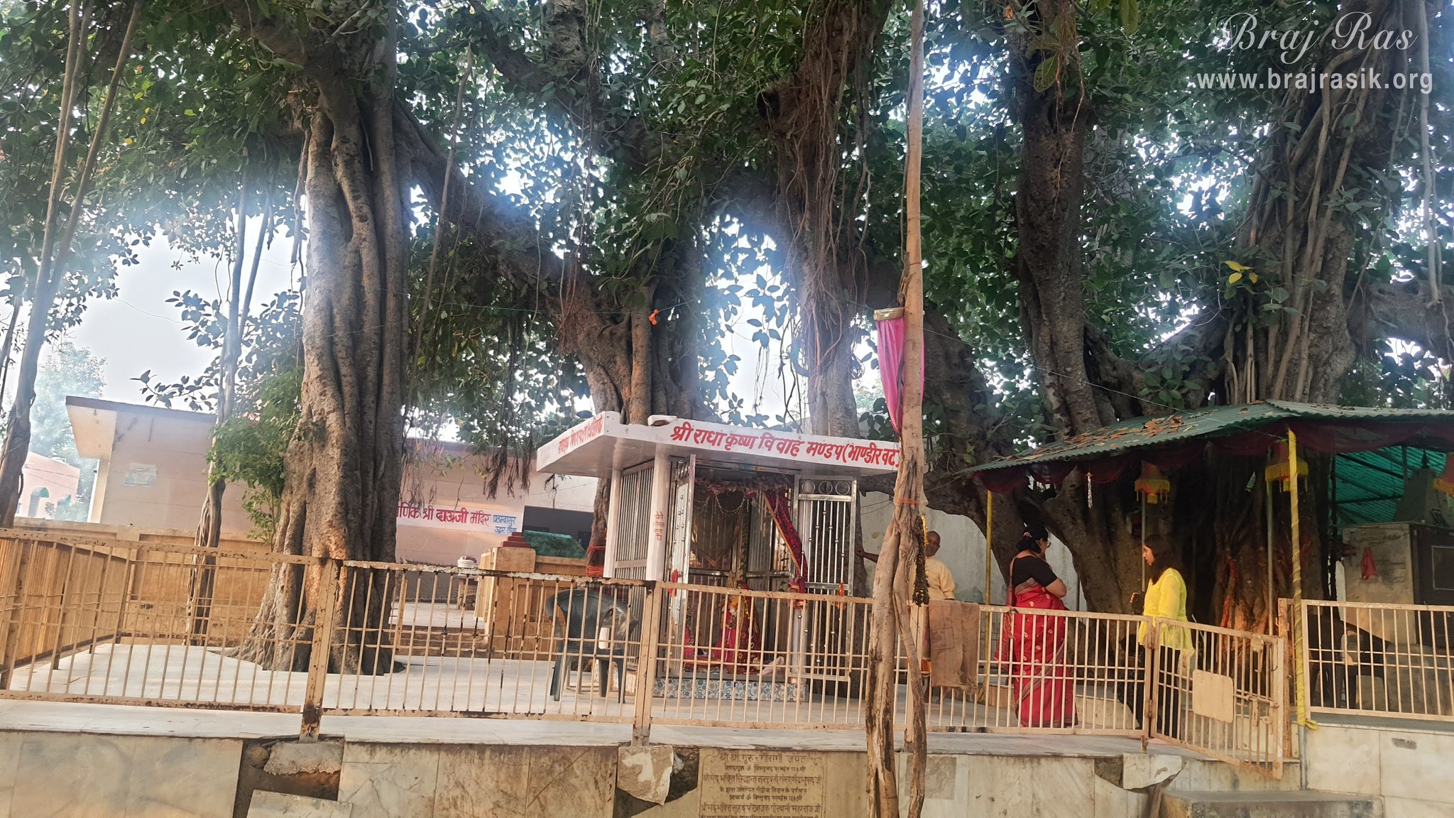 The ancient banyan tree of Bhandirvan forest in Vraj
