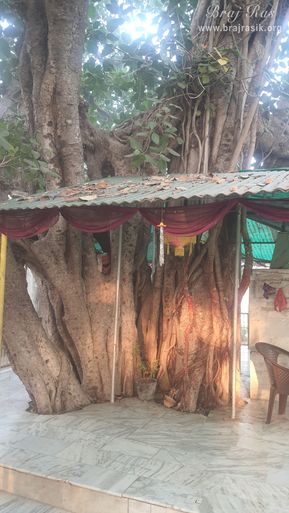 View of the ancient Vat Vriksh (tree) of Bhandirvan where the marriage pastime of Shri Radha Krishn took place.