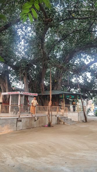 A beautiful darshan of the ancient Vat Vriksh (tree) of Bhandirvan where the marriage pastime of Shri Radha Krishn took place.